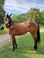 15-year-old polo pony is looking for a nice place as a leisure ho