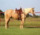 Starkes und ruhiges Palomino Quarter Horse.