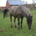 Great Konik Dark Grulla