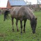 Toller Konik dunkeler Grulla