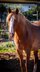 PRE Isabelo Luffy stallion full papers