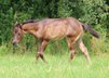 Typvolles blue roan Quarter Horse Hengstfohlen