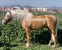 Erstaunliches spanisches Palomino-Pferd 