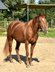 Sehr gut entwickelte, absolut liebe Quarter Horse Stute