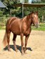 Very well developed, absolutely lovely Quarter Horse mare