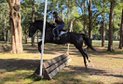 Black bay Oldenburg gelding standing 16.2hh