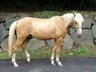 Dream pony Berber gelding Palomino 