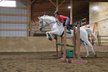 Big and Beautiful  Belgian Warmblood gelding.