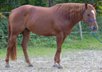 Very people-oriented, compact Appaloosa gelding