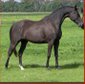 Fine 3-year-old beauty by Ivanhoe with strong movement and expres