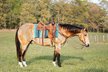 12 year old gorgeous Buckskin Gelding