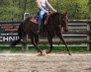 Zierliche, unerschrockene Quarter Horse Stute