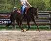 Petite, intrepid Quarter Horse mare