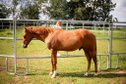 Correct Quarter Horse Yearling Stallion with proven Reining Abs