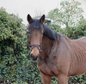 Beginner horse! Mare for leisure, dressage & cross-country 