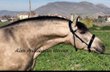 Beautiful buckskin Andalusian Horse
