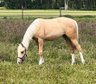 Quarter Horse mare in dream look - double registered