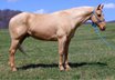 Stocky 15.1hh 9 year old  gelding.