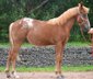 Great Quarter Horse/Appaloosa Pony Mix Stallion Yearling