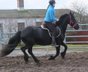 Friesian mare "Holly"!