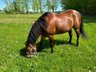 Lovable, people-oriented Quarter Horse mare