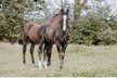 Bildhübscher, schwarzer Quarter Horse Jährling mit top Reining Pe