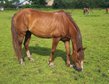 7 year old pony mare Stm approx. 145 cm