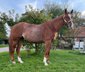 Wundervolle Quarter Horse Stute mit ganz lieben Wesen