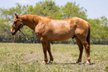 Stout Built, 14.3H, Quarter Horse Gelding.