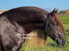 alexandalusianhorses