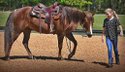 Experienced Trail & Arena Gelding 