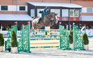 Angara L- experienced show jumper