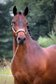 Connemara gelding standing in stallion type, multi-proven ridden