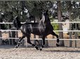 Handsome and lovely black stallion
