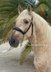 Beautiful stallion palomino PRE