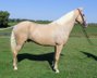 16.1hh, 6 Jahre alt, Palomino Wallach!!