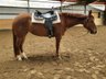 Very well-behaved, well-ridden Quarter Horse mare by Imagimotion