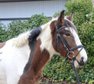 Beginner horse! Cool mare for leisure & off-road