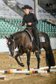 Rideable, beautiful Quarter Horse gelding 