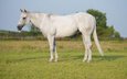 Endearing and kind personality Quarter Horse.