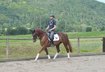 Chic chestnut mare with great riding characteristics