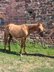 Typey, reining /cowhorse bred Quarter Horse yearling shen