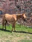 Typvoller, reining /cowhorse gezogener Quarter Horse Jährlingshen