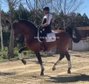 TOP DRESSAGE HORSE /PRE