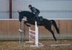 lovely mare by Diatendro (Diarado) for show jumping or equitation