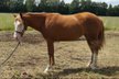 great Quarter Horse mare in Gunner look