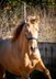 PRE Isabelo Luffy stallion full papers