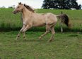 Dreamlike Quarter Horse mare in special colour