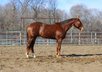 Smart Chestnut Quarter Horse.