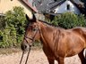 Elegant mare for dressage, jumping & leisure, TOP character!